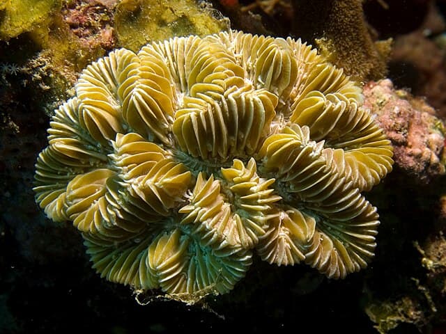 Maze Coral