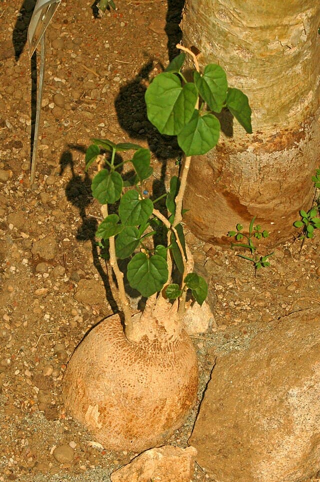 Pyrenacantha Malvifolia