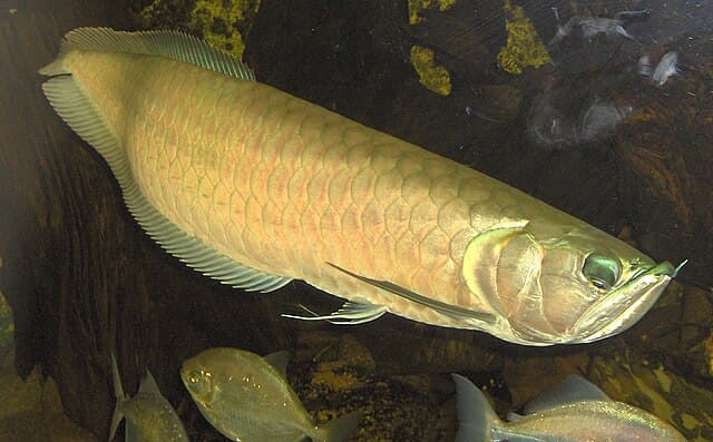 Asian Arowana