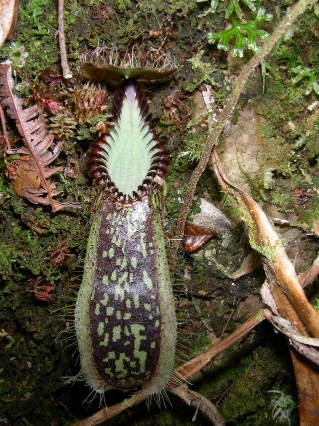Nepenthes Hamata