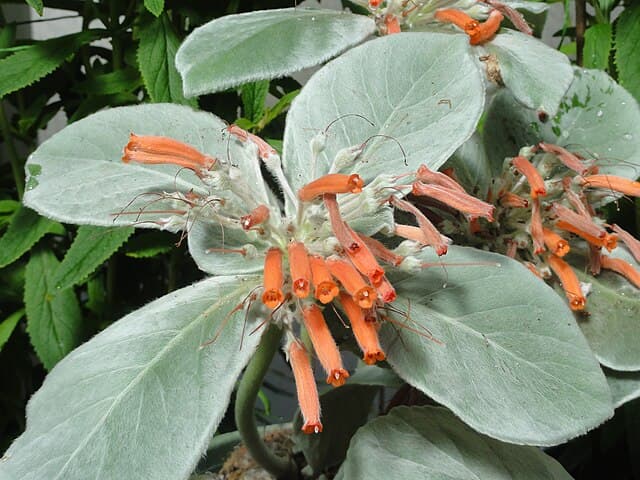 Sinningia Leucotricha