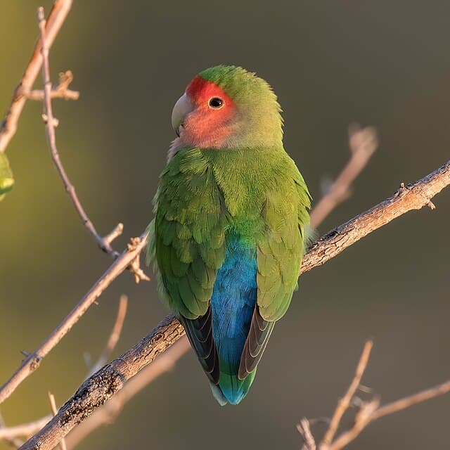Peach-faced Lovebird