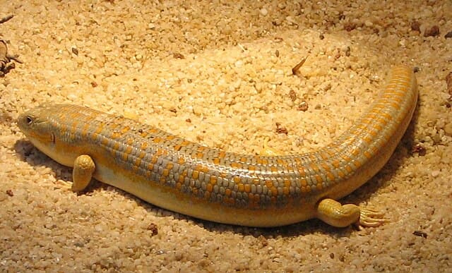 Schneider's Skink