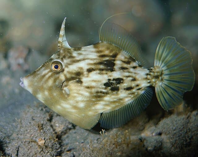 Filefish