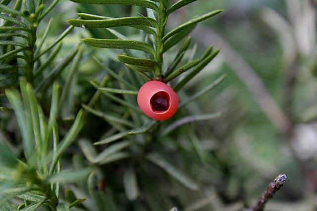 Japanese Yew