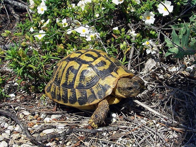 Hermanns Tortoise