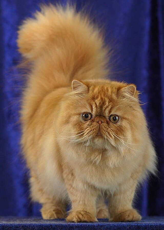 Chinchilla Persian