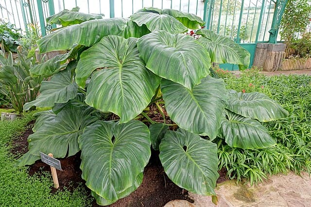 Philodendron