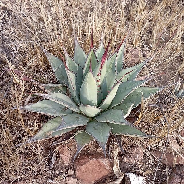 Agave Applanata