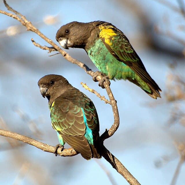 Meyer's Parrot