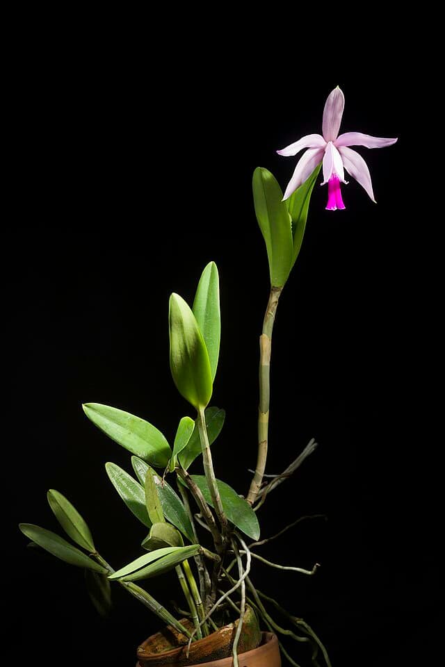 カトレア・インターメディア