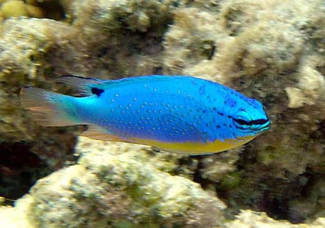 Blue Devil Damselfish