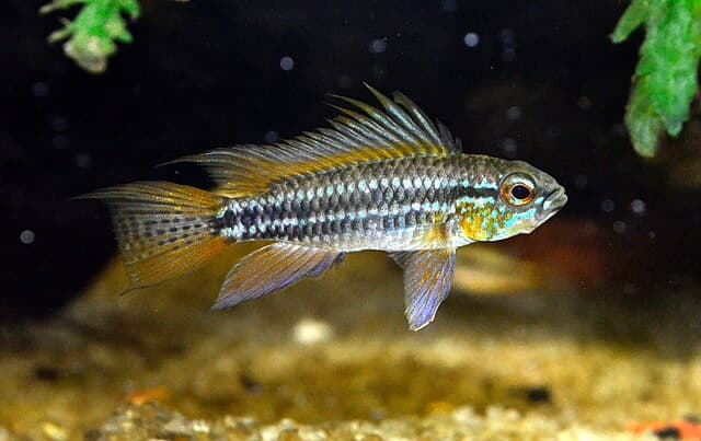 Apistogramma