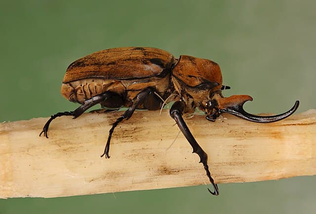 Elephant Beetle
