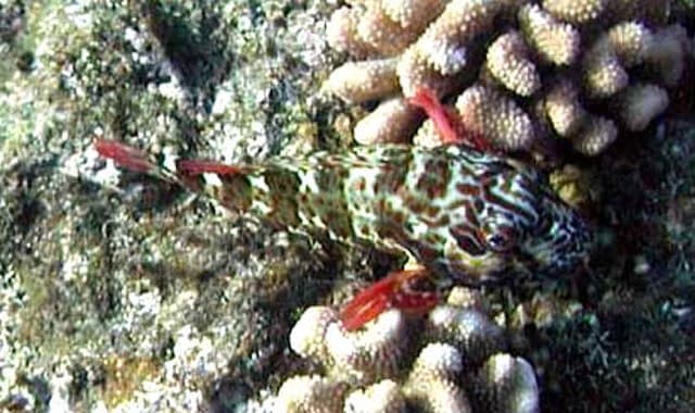 Hawkfish