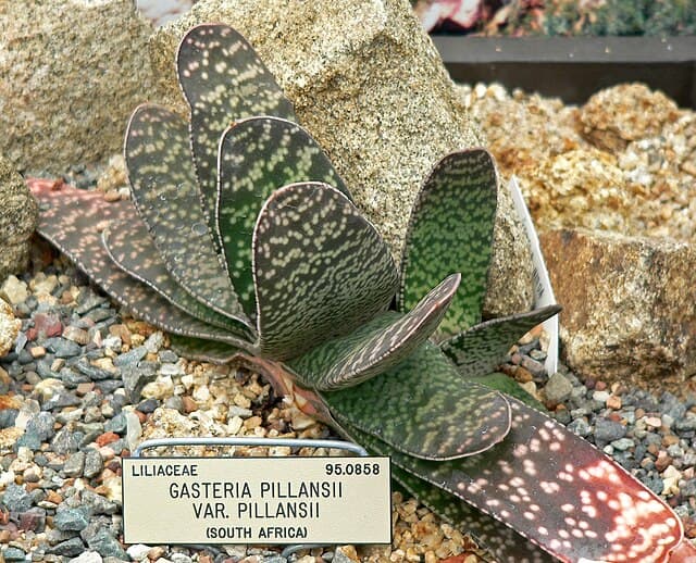 Gasteria