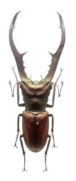 Metallifer Stag Beetle