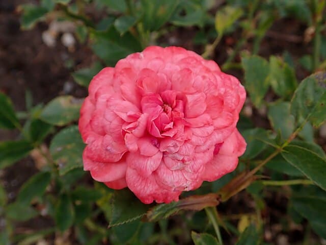 Cinderella (Miniature)