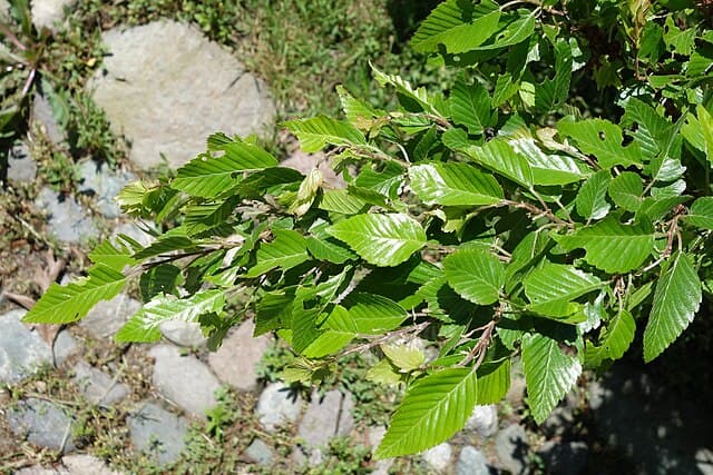Korean Hornbeam