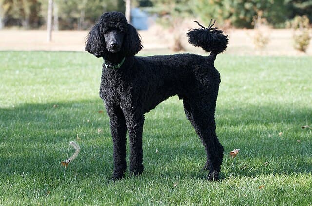 Medium Poodle
