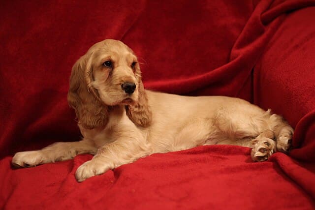English Cocker Spaniel