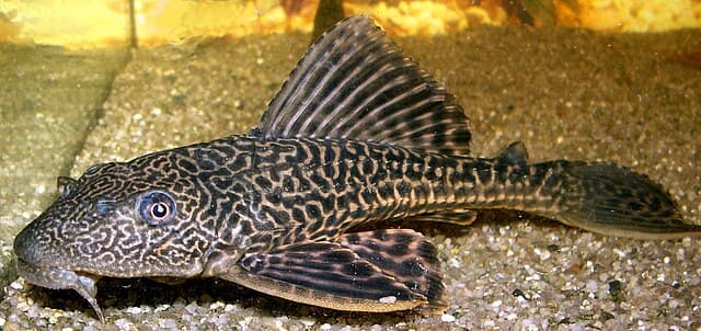 Pleco