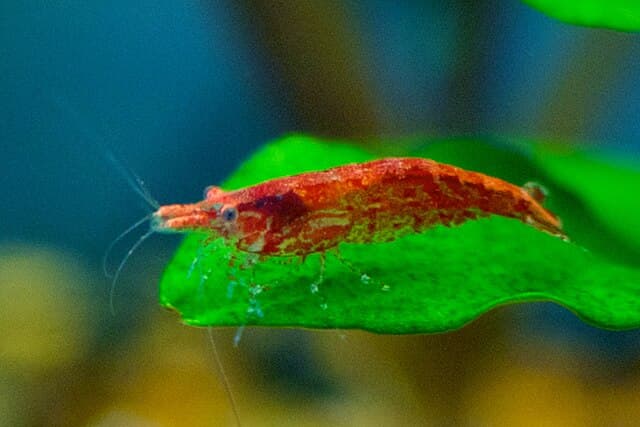 Cherry Shrimp