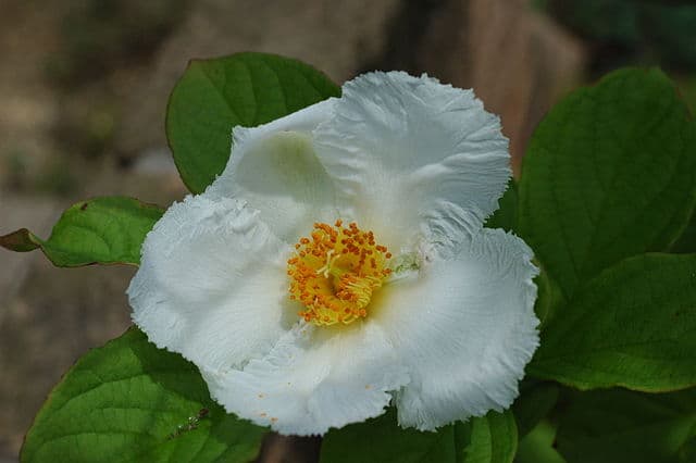 Stewartia