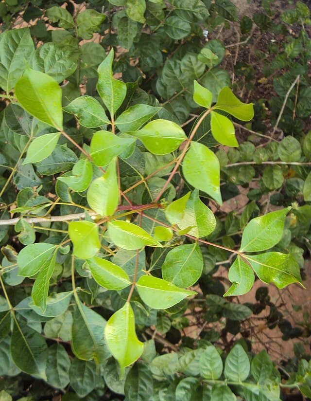Commiphora