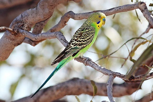 Budgerigar (Melopsittacus undulatus)