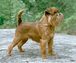 Belgian Griffon