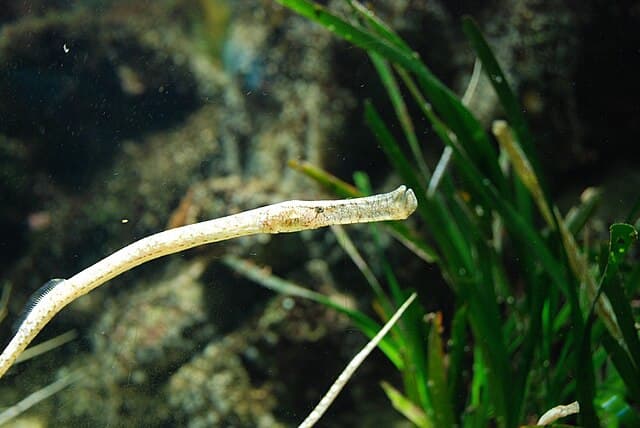 Pipefish