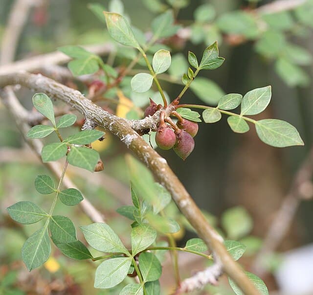 Bursera Fagaroides