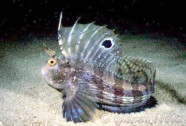 Bicolor Blenny