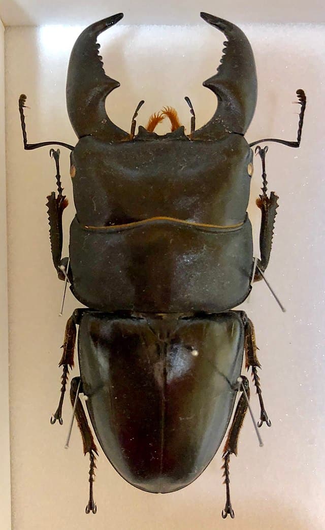 Palawan Giant Stag Beetle