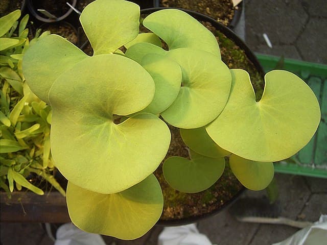 Utricularia Reniformis