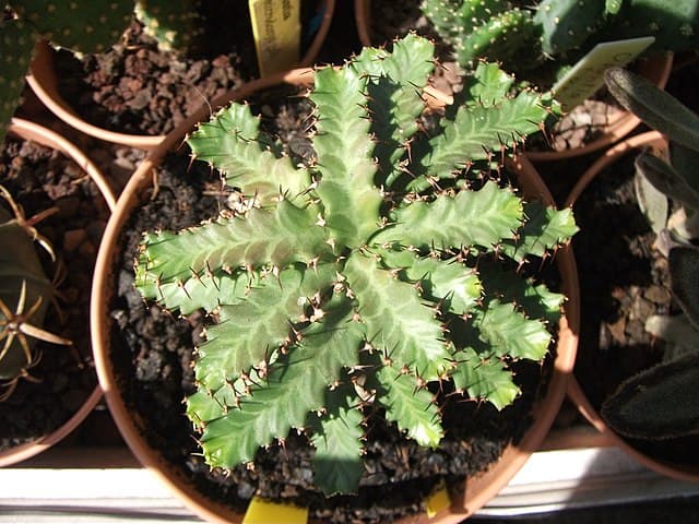 Euphorbia Stellata