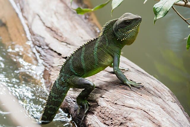 Chinese Water Dragon