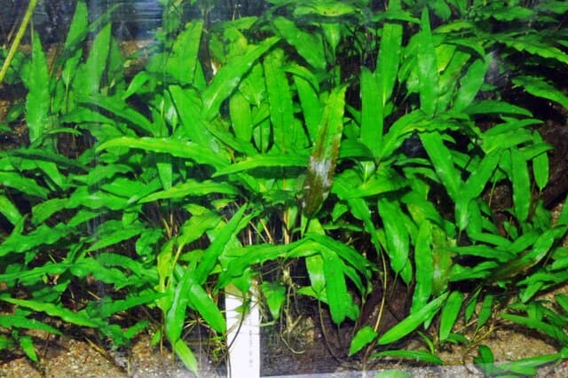 Cryptocoryne Wendtii