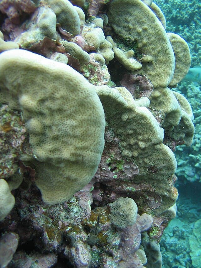 Pavona Coral