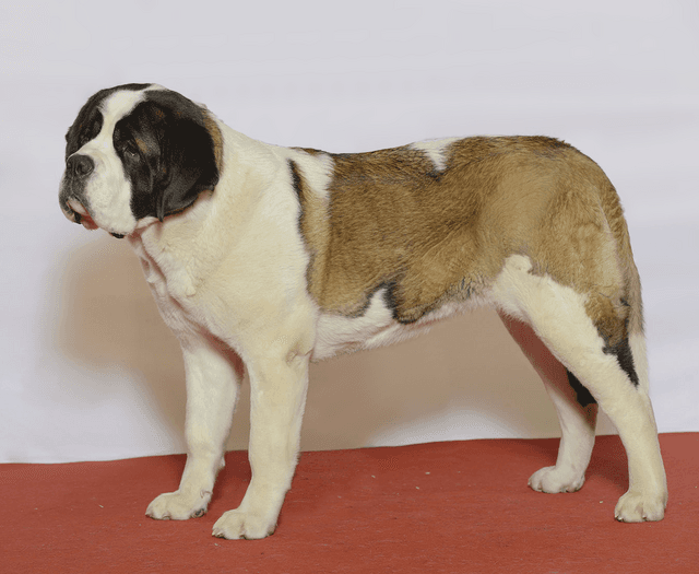 Saint Bernard