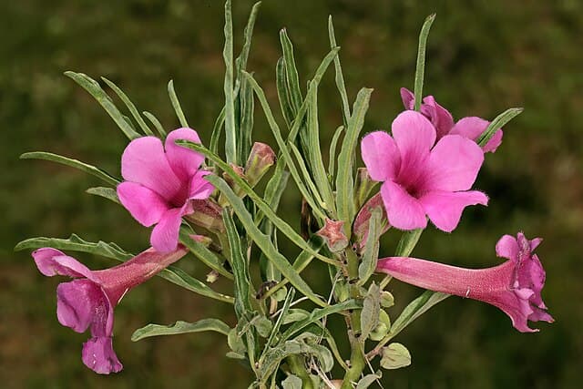 Pterodiscus Speciosus