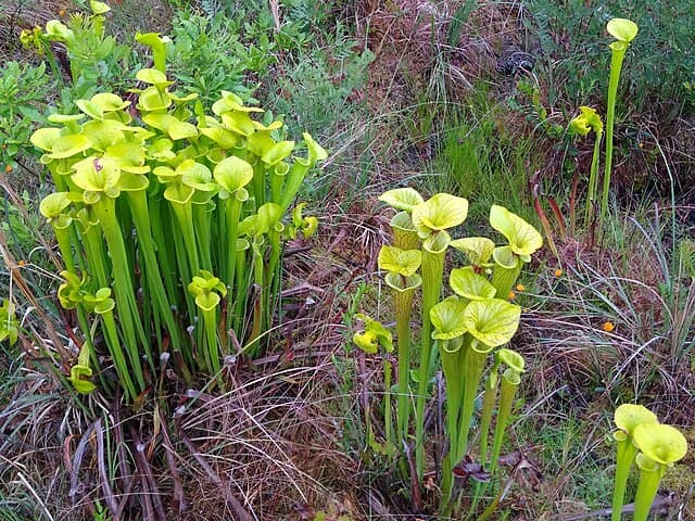 Sarracenia Flava
