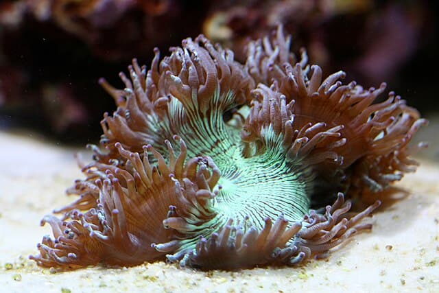 Elegance Coral