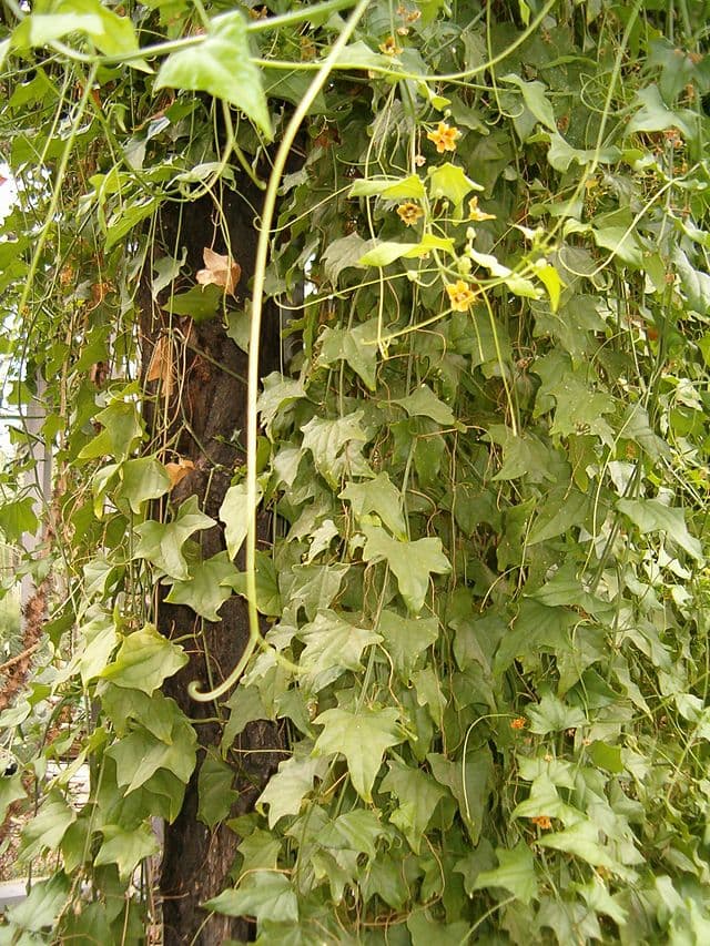 Gerrardanthus Macrorhizus