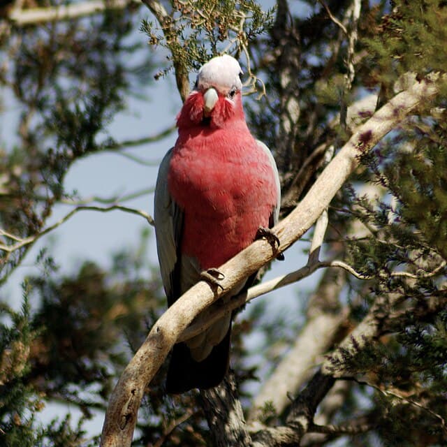 Galah (Rose-breasted Cockatoo)
