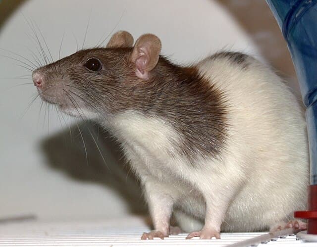 Fancy Rat