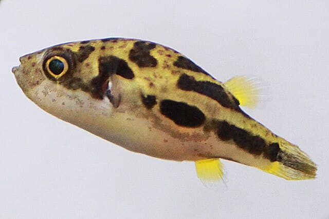 Dwarf Puffer