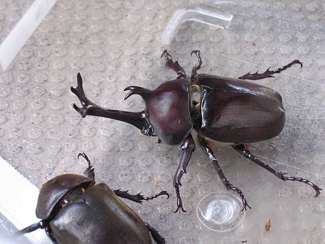 Japanese Rhinoceros Beetle