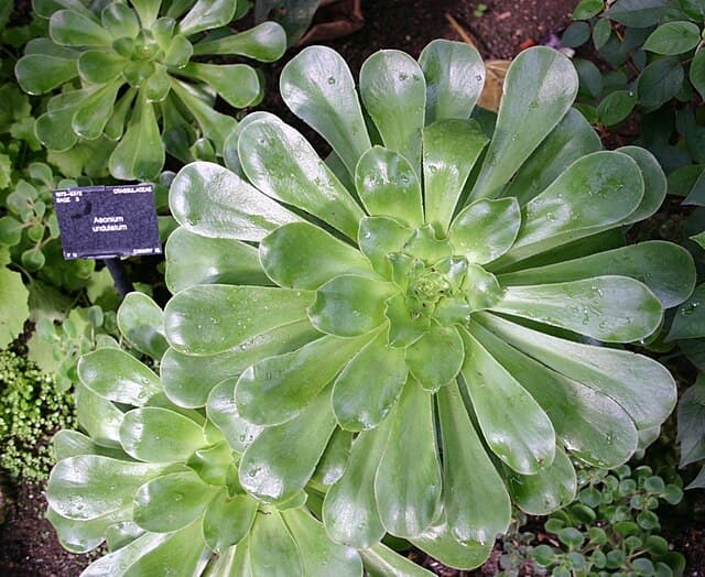 Aeonium